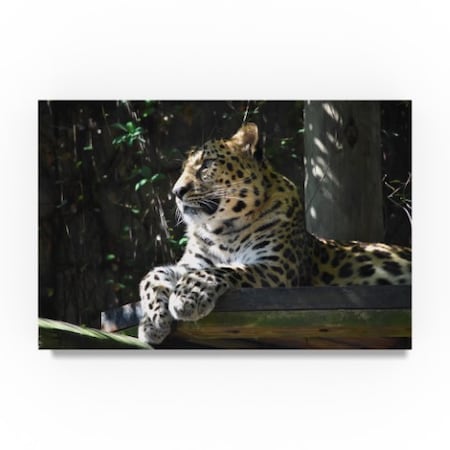 Robert Michaud 'Leopard' Canvas Art,30x47